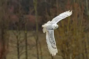 Rich Thomas: Snowy Owl - in flight controlled conditions - International