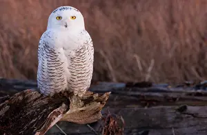 Nyctea: Snowy owl, George C. Reifel Migratory Bird