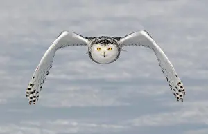 Incoming: Snowy Owl Incoming