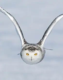 Incoming: Snowy Owl Incoming