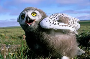 Threatens: Snowy Owl - juvenile (a fledgling), threatens a