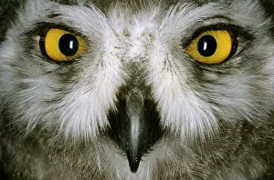 Dikson: Snowy Owl - juvenile / fledgling, typical species