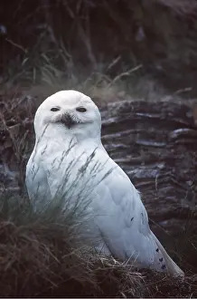 Ian Beames: SNOWY OWL - male