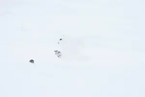 Singlw: Snowy Owl male flight
