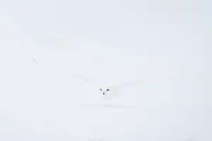Singlw: Snowy Owl male flight