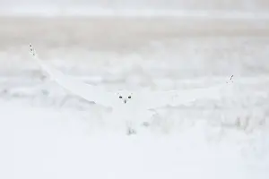 Singlw: Snowy Owl male flight