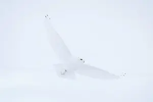 Singlw: Snowy Owl male flight