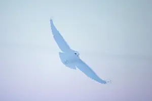 Singlw: Snowy Owl male flight