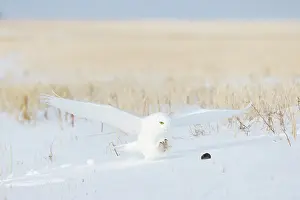 Singlw: Snowy Owl male flight