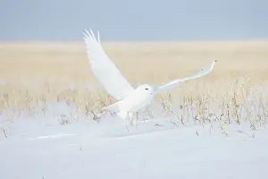 Singlw: Snowy Owl male flight