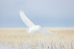 Singlw: Snowy Owl male flight