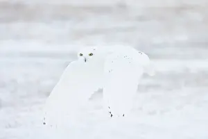 Singlw: Snowy Owl male flight