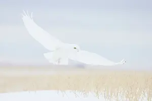 Singlw: Snowy Owl male flight