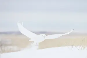 Singlw: Snowy Owl male flight