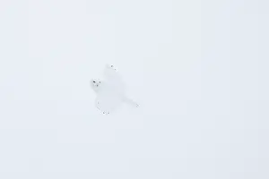 Singlw: Snowy Owl male flight
