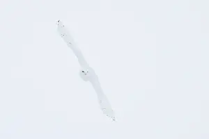 Singlw: Snowy Owl male flight