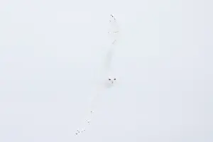 Singlw: Snowy Owl male flight