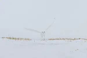 Singlw: Snowy Owl male flight