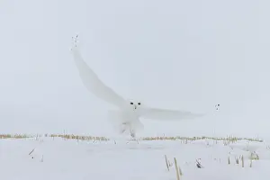 Singlw: Snowy Owl male flight