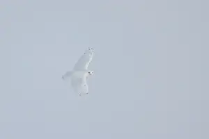 Singlw: Snowy Owl male flight
