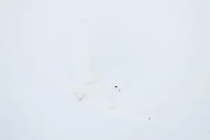 Singlw: Snowy Owl male flight