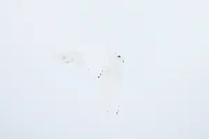 Singlw: Snowy Owl male flight