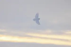 Evening Light: Snowy Owl male flight