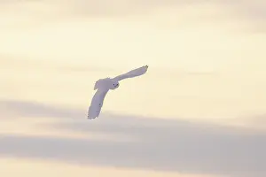 Evening Light: Snowy Owl male flight