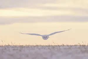 Evening Light: Snowy Owl male flight