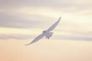 Evening Light: Snowy Owl male flight