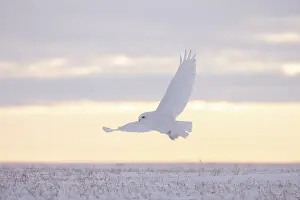 Evening Light: Snowy Owl male flight