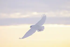 Evening Light: Snowy Owl male flight
