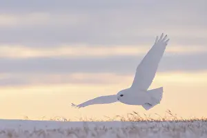 Evening Light: Snowy Owl male flight