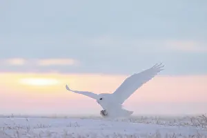Evening Light: Snowy Owl male flight