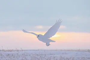 Evening Light: Snowy Owl male flight