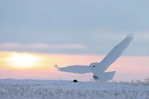 Evening Light: Snowy Owl male flight