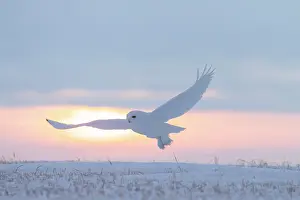 Evening Light: Snowy Owl male flight