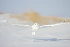 Singlw: Snowy Owl male flight