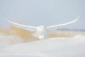 Singlw: Snowy Owl male flight