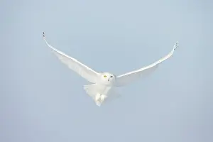Singlw: Snowy Owl male flight