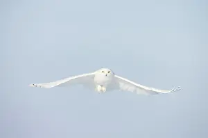 Singlw: Snowy Owl male flight