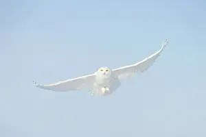 Singlw: Snowy Owl male flight