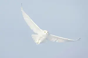 Singlw: Snowy Owl male flight