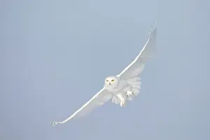 Singlw: Snowy Owl male flight