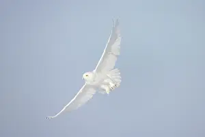 Singlw: Snowy Owl male flight