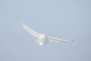 Singlw: Snowy Owl male flight