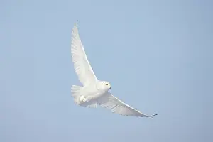 Singlw: Snowy Owl male flight