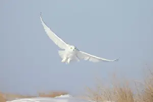 Singlw: Snowy Owl male flight
