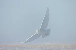 Singlw: Snowy Owl male flight