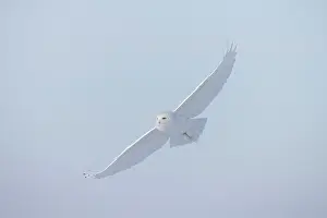 Singlw: Snowy Owl male flight